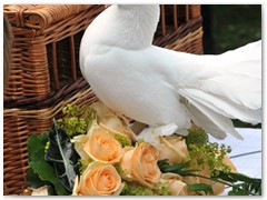 Paar 32/6 Hochzeitstauben Leipzig Markkleeberg Grimma u. v. Orte mehr