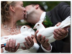 Paar 18/2 Hochzeitstauben Leipzig Markkleeberg Grimma u. v. Orte mehr
