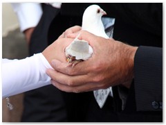 Paar 16/2 Hochzeitstauben Leipzig Markkleeberg Grimma u. v. Orte mehr