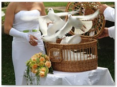 Paar 32/5 Hochzeitstauben Leipzig Markkleeberg Grimma u. v. Orte mehr