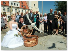 Paar 11/1 Hochzeitstauben Leipzig Markkleeberg Grimma u. v. Orte mehr
