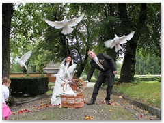 Paar 7/3 Hochzeitstauben Leipzig Markkleeberg Grimma u. v. Orte mehr